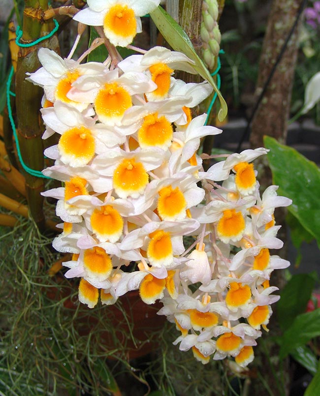 Orquidea Dendrobium thyrsiflorum Orquidea Dendrobium thyrsiflorum