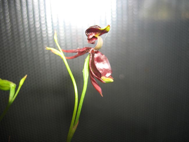 Orquidea Pato Voador 1