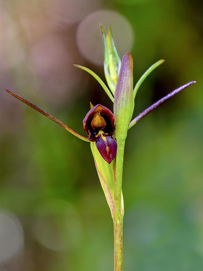 Orquidea Pato Voador 2