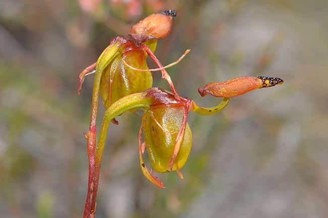 Orquidea Pato Voador 3