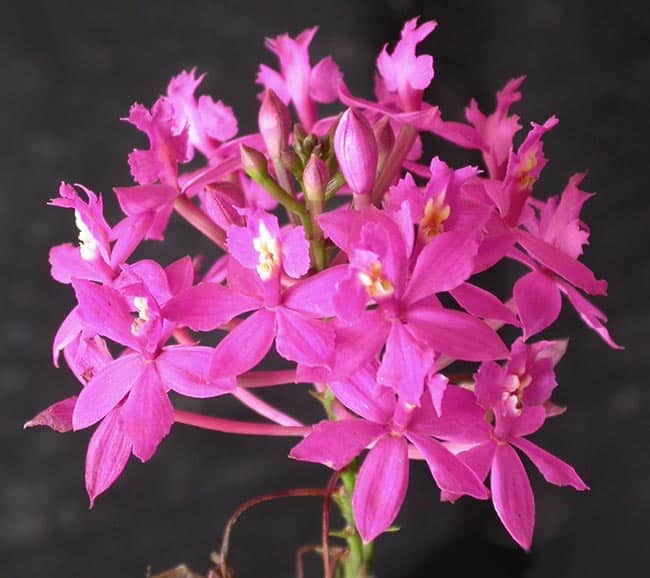 Orquidea rosa 2