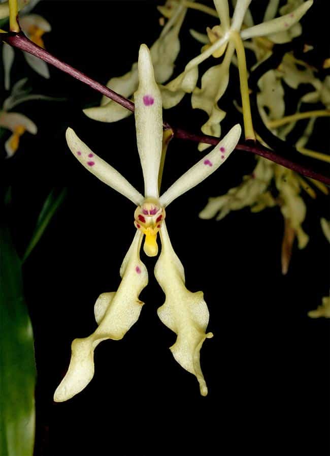 Orquideas Renanthera 1 2