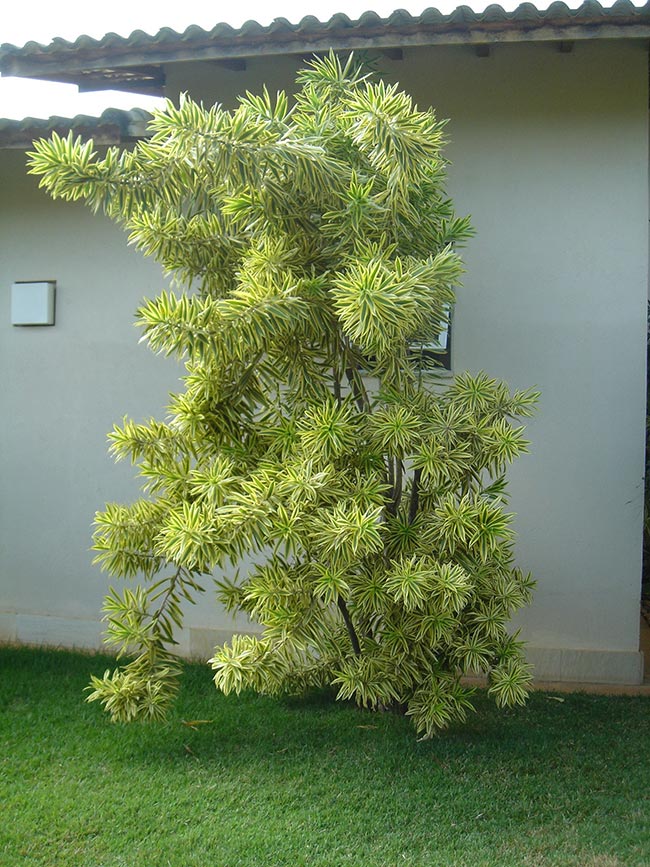 Pe ornamental Pe ornamental