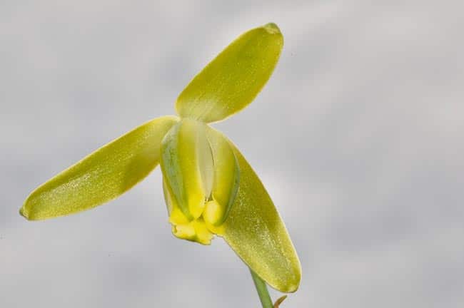 Planta Albuca Saca Rolhas 2 Planta Albuca Saca Rolhas 2
