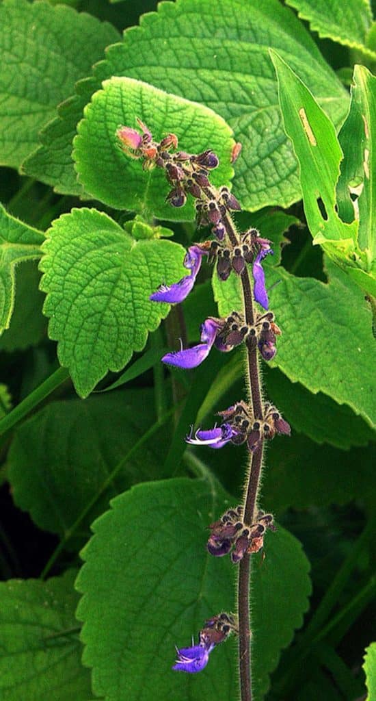 Plantar Boldo de Jardim 2