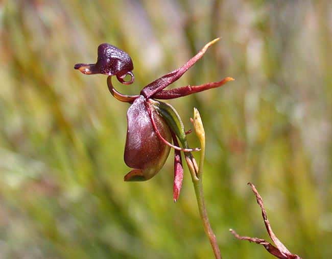 Plantar Orquidea Pato Voador