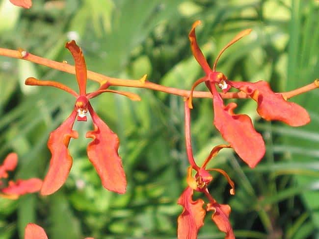 Renanthera 2