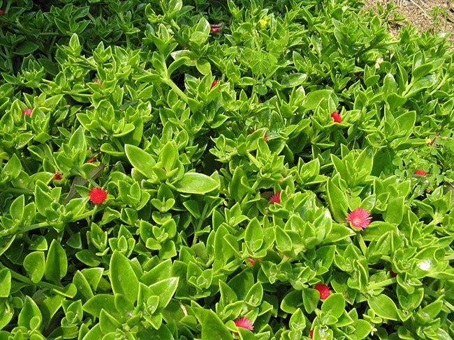 Rosinha de Sol 2 Rosinha de Sol 2