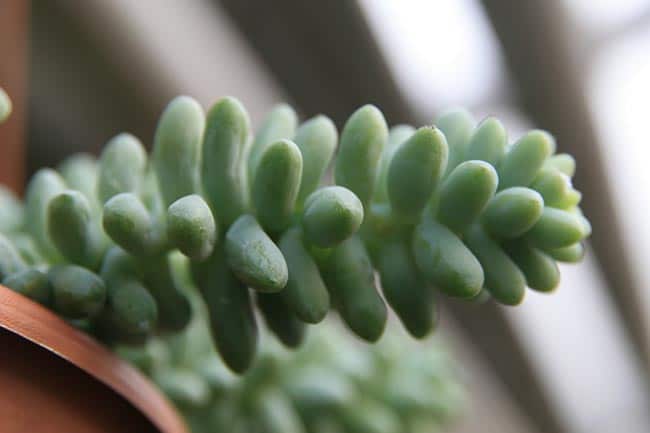 Sedum morganianum em vaso de barro 2 Sedum morganianum em vaso de barro 2