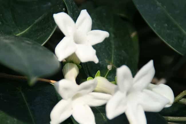Stephanotis floribunda 1 2 Stephanotis floribunda 1 2