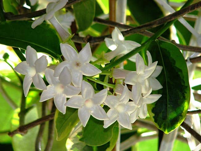 Stephanotis floribunda 3 2 Stephanotis floribunda 3 2