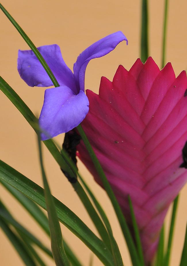 Tillandsia cyanea 1