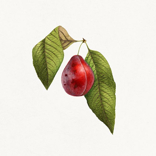 acerola 1