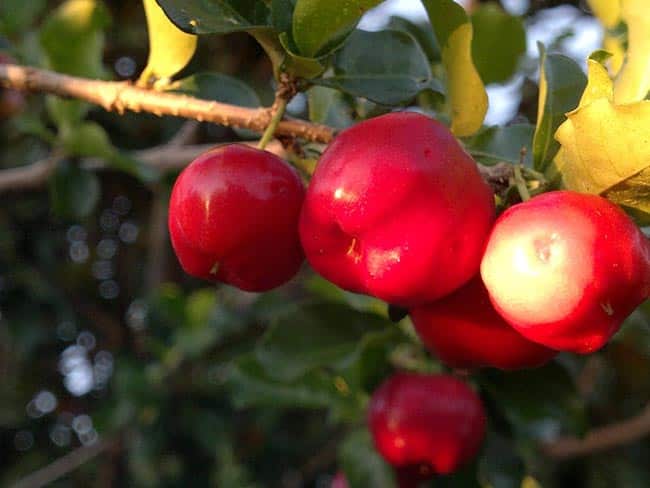 acerola pequena