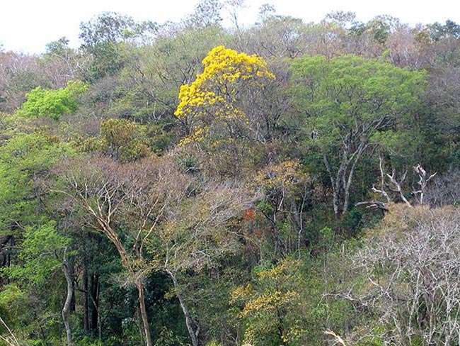 arvores nordestinas