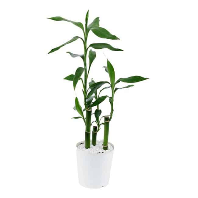 bambu da sorte 1 2 bambu da sorte 1 2