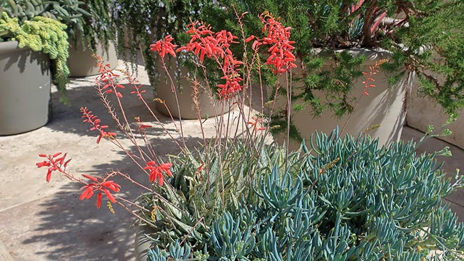 com flores 3 com flores 3