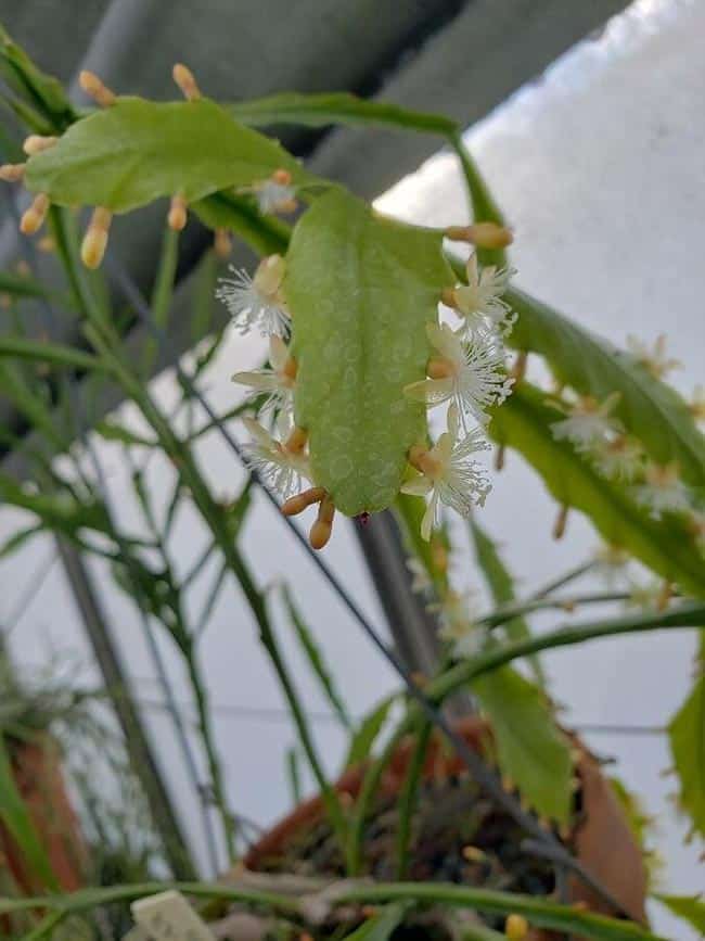 como plantar em casa 1