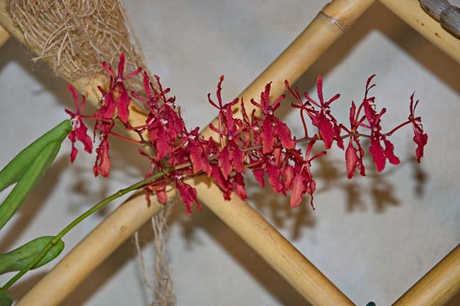cor rosa 1 1
