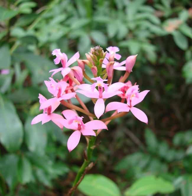 cor rosa 2