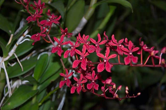 cor rosa 5
