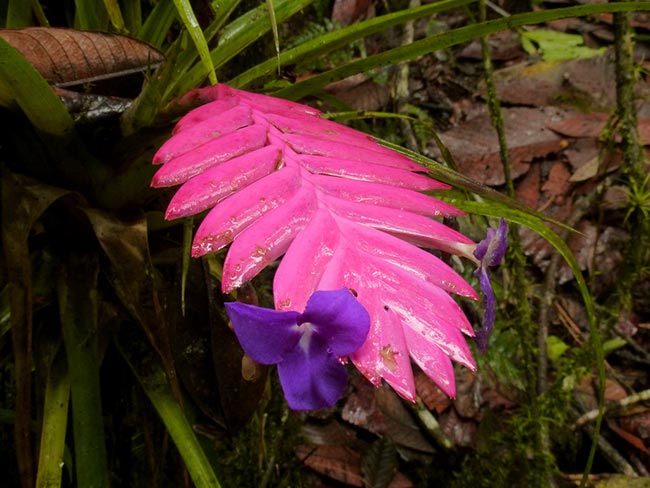 cor rosa 9