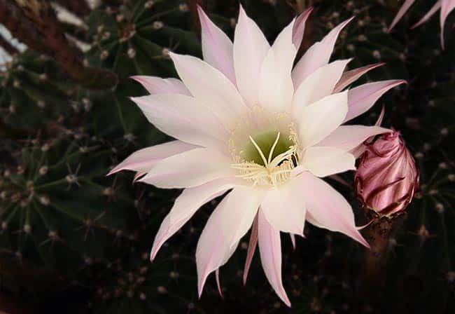 cuidados com flores 1