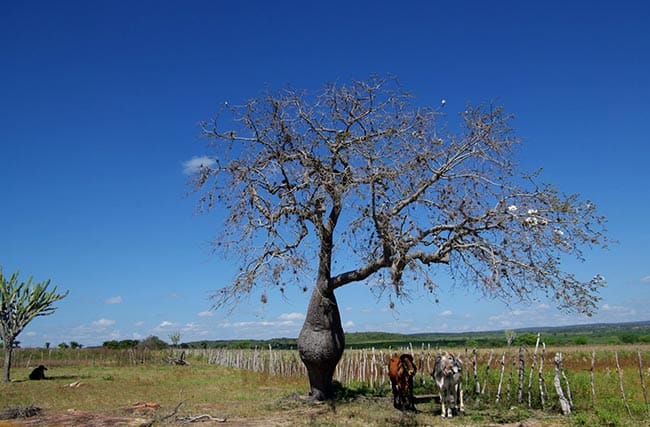 especies de plantas nordestinas