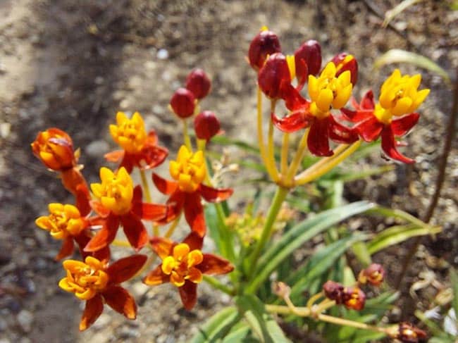 estrela 2