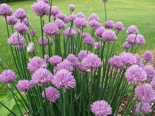 fOTOS DE Allium Schoenoprasum