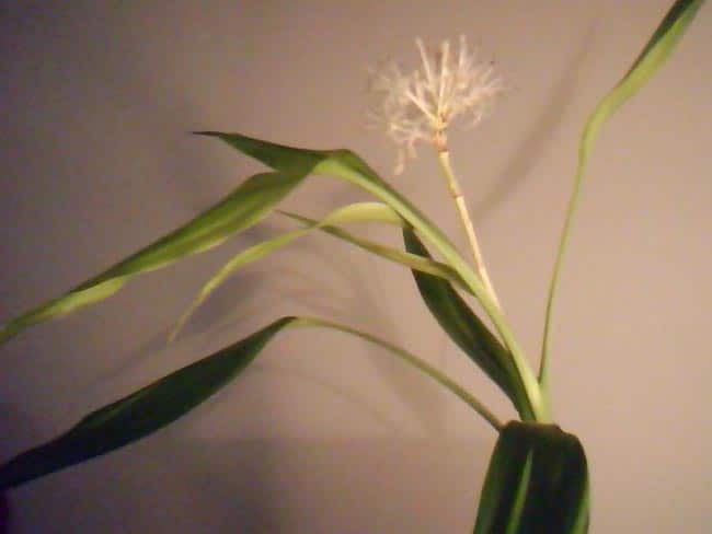 flor 2 flor 2