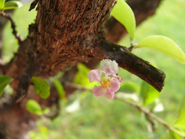 flor de acerola