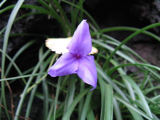 flor roxa 3