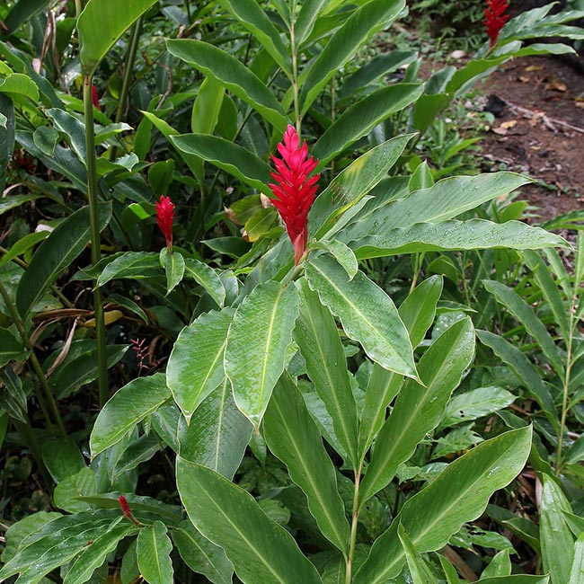 flor vermelha 6