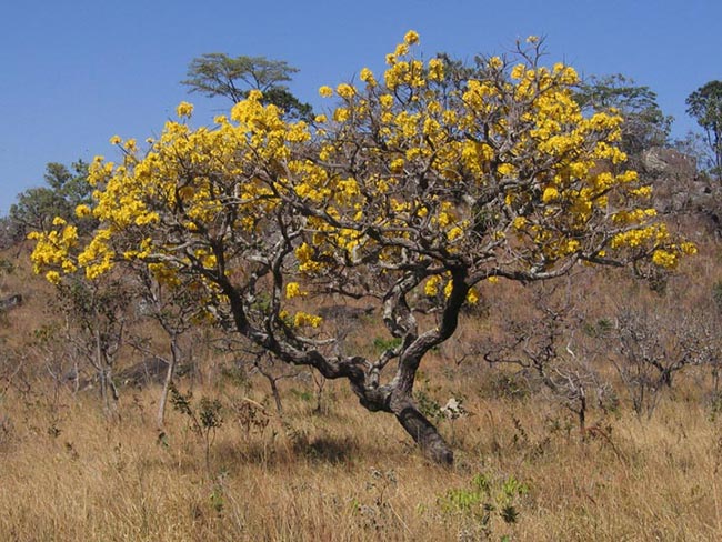 flores amarelas
