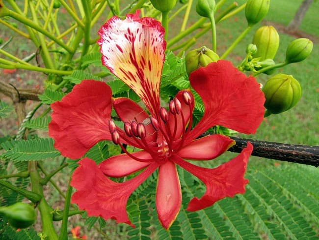 flores avermelhadas