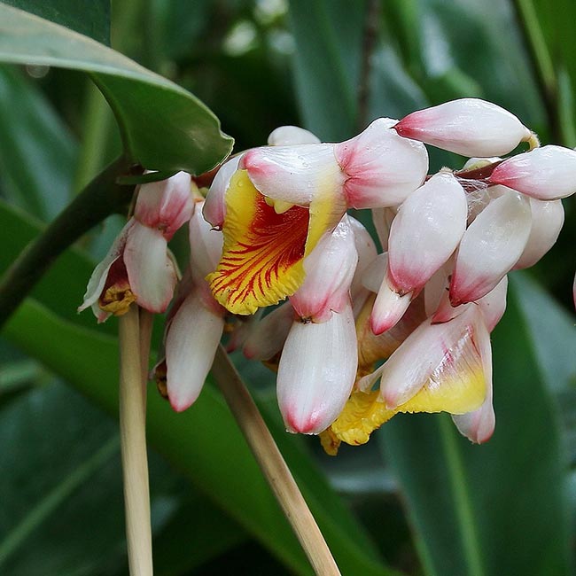 flores brancas 11