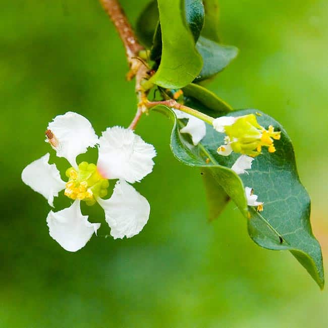 flores do cerrado