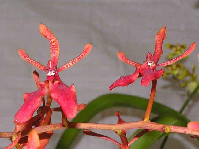 flores exoticas 1
