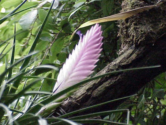 flores grane 2