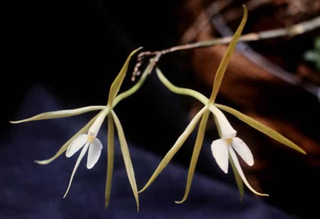 flores pequenas 1 2