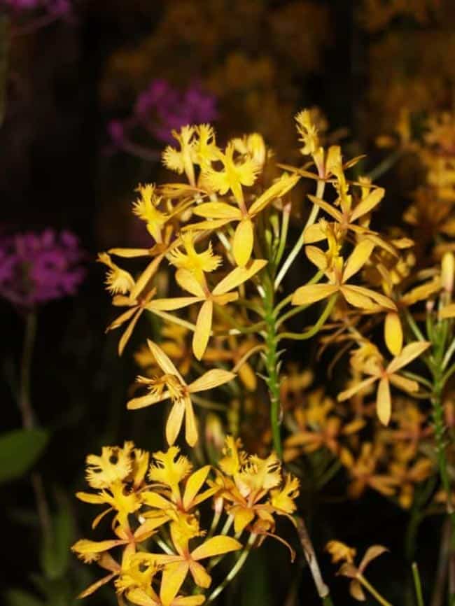 flores pequenas 4