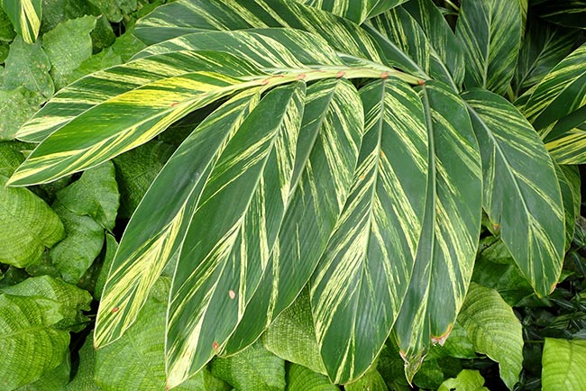 folhas da planta 10