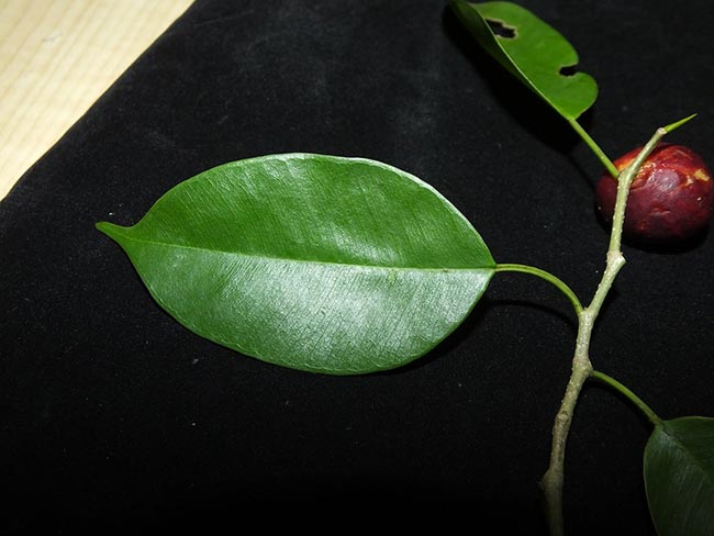 folhas da planta 2 folhas da planta 2