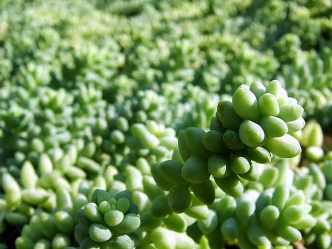 folhas verdes 10 folhas verdes 10