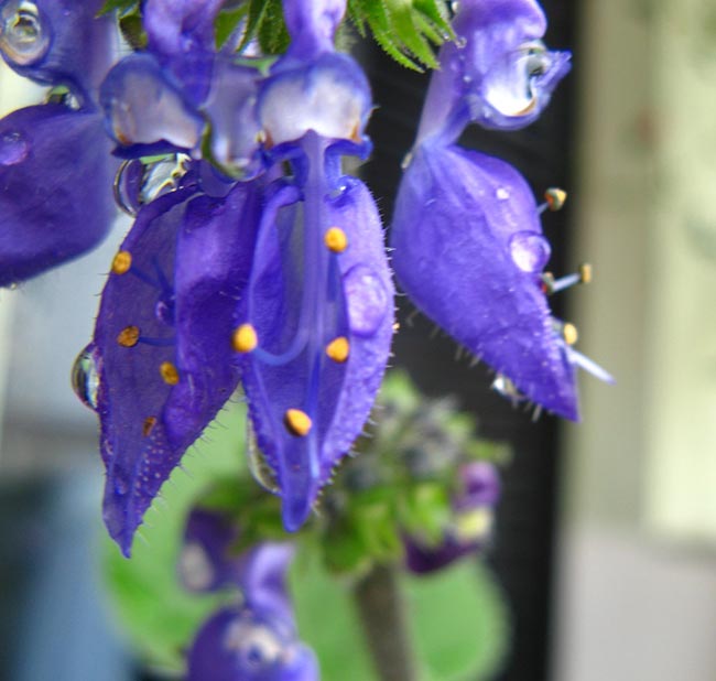 fotografia da flor 2
