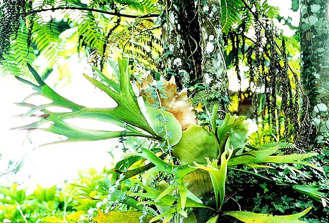 fotos da flora 1