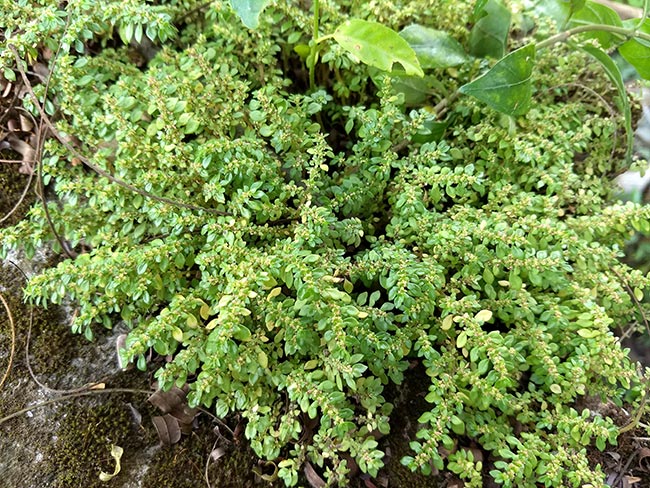 fotos da planta 5