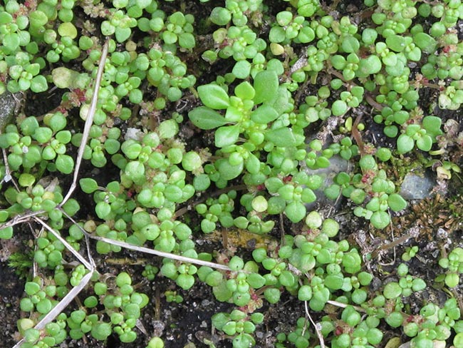 fotos de plantas 2