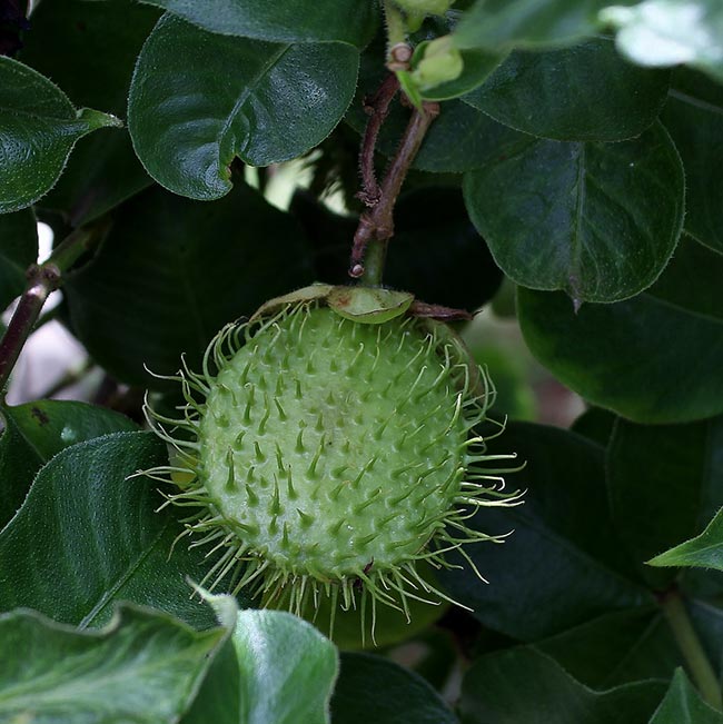 frutos da planta 5